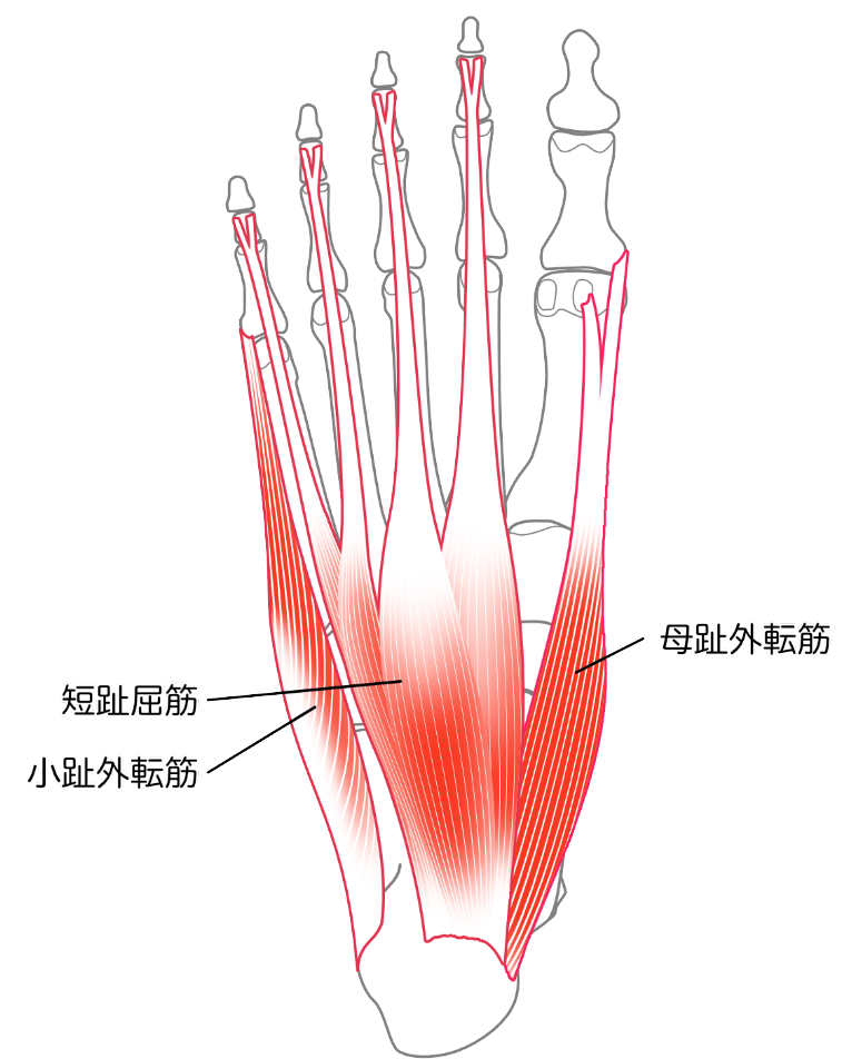 足底腱膜と足底筋膜の違い